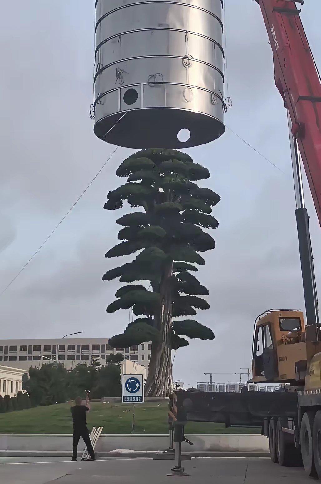 老板给树套“金刚罩”防台风台州温岭这棵估价1200万的罗汉松，成了近期热议话题