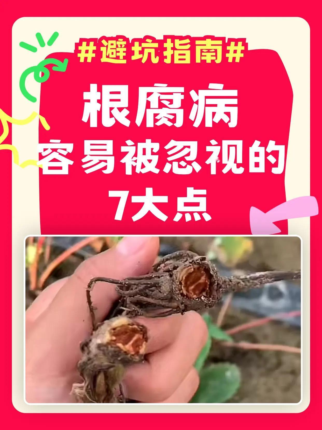 根腐病容易被忽视的7大点！。根腐病7个冷知识—不是一种病而是"病菌团伙"；病菌