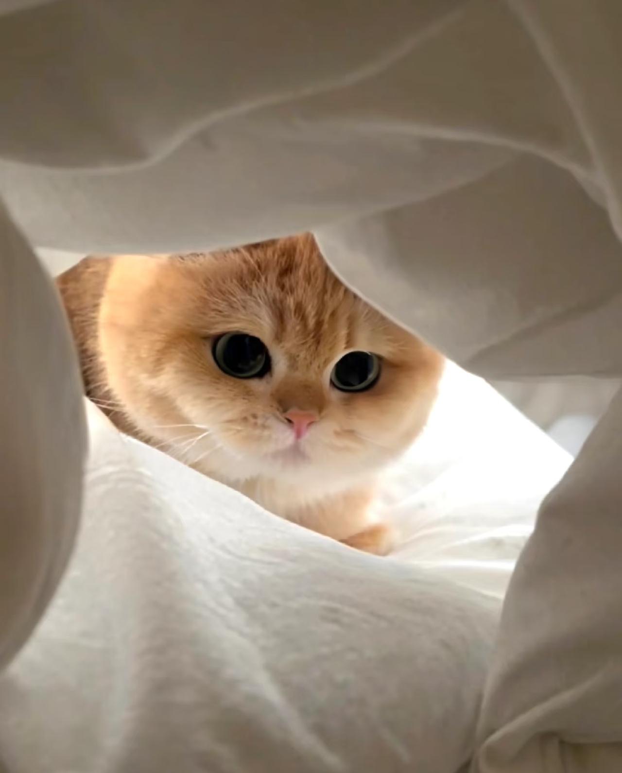 昨晚和老公商量五一出游，把猫咪留在家，早上醒来我后悔了昨晚睡前，我和老公躺