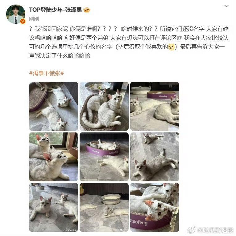 张泽禹晒新成员——两只软萌猫咪，这个家越来越热闹了，羡慕猫生！张泽禹家里多了两只