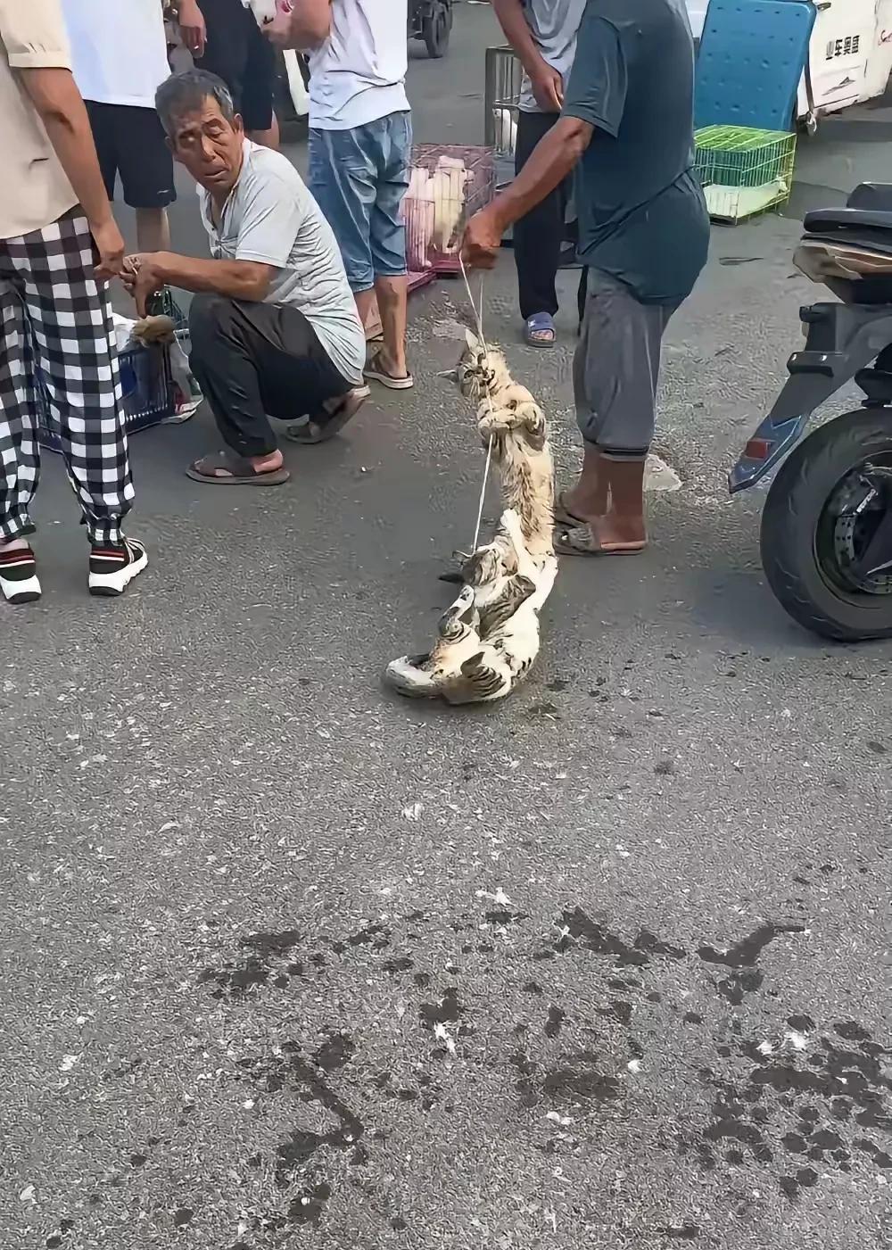 狗市上，一名卖猫咪的男子要价每只一百元卖两只猫咪，卖了许久没卖掉，男子恼羞成怒，
