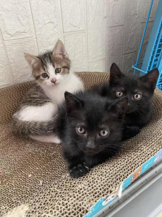 杭州流浪猫有人领养吗