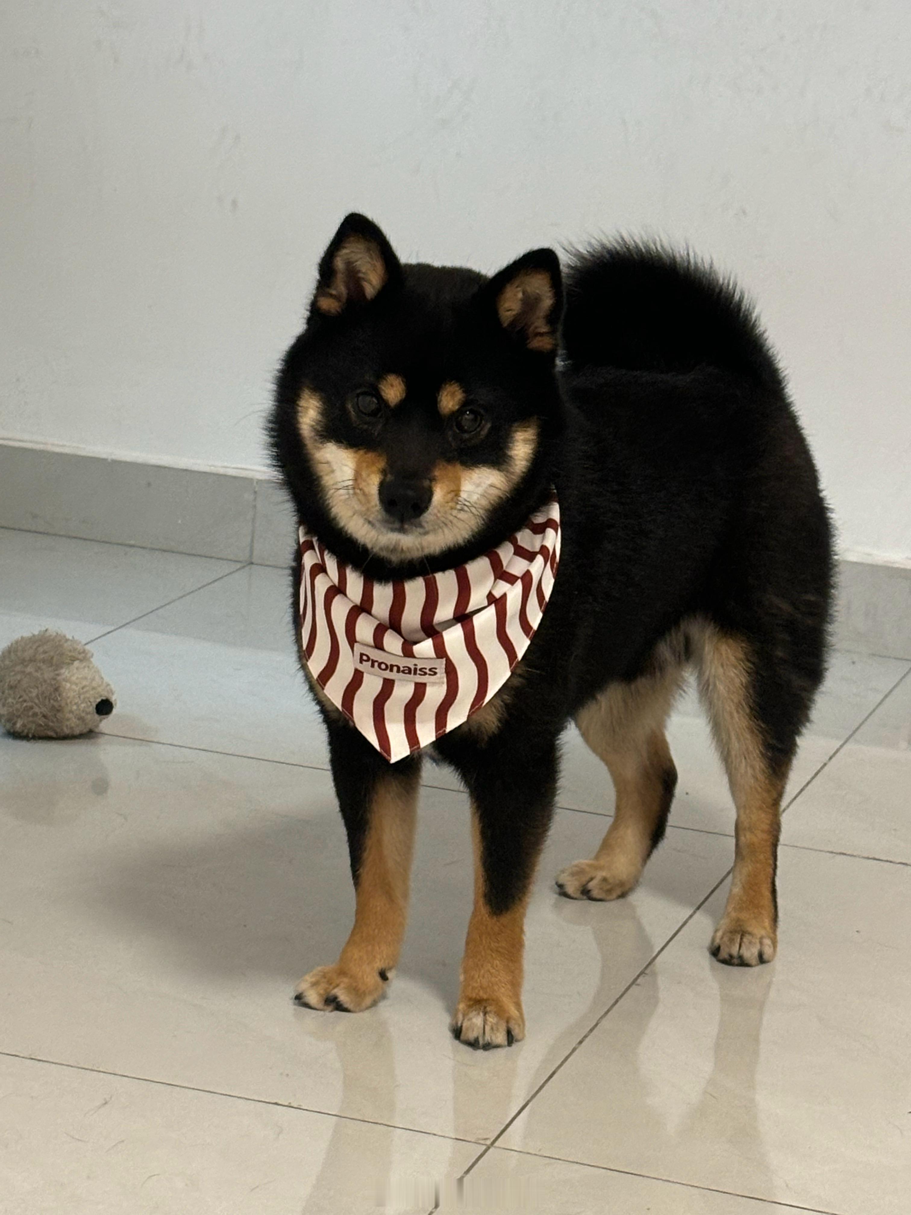 从可爱到贼眉鼠眼​​​