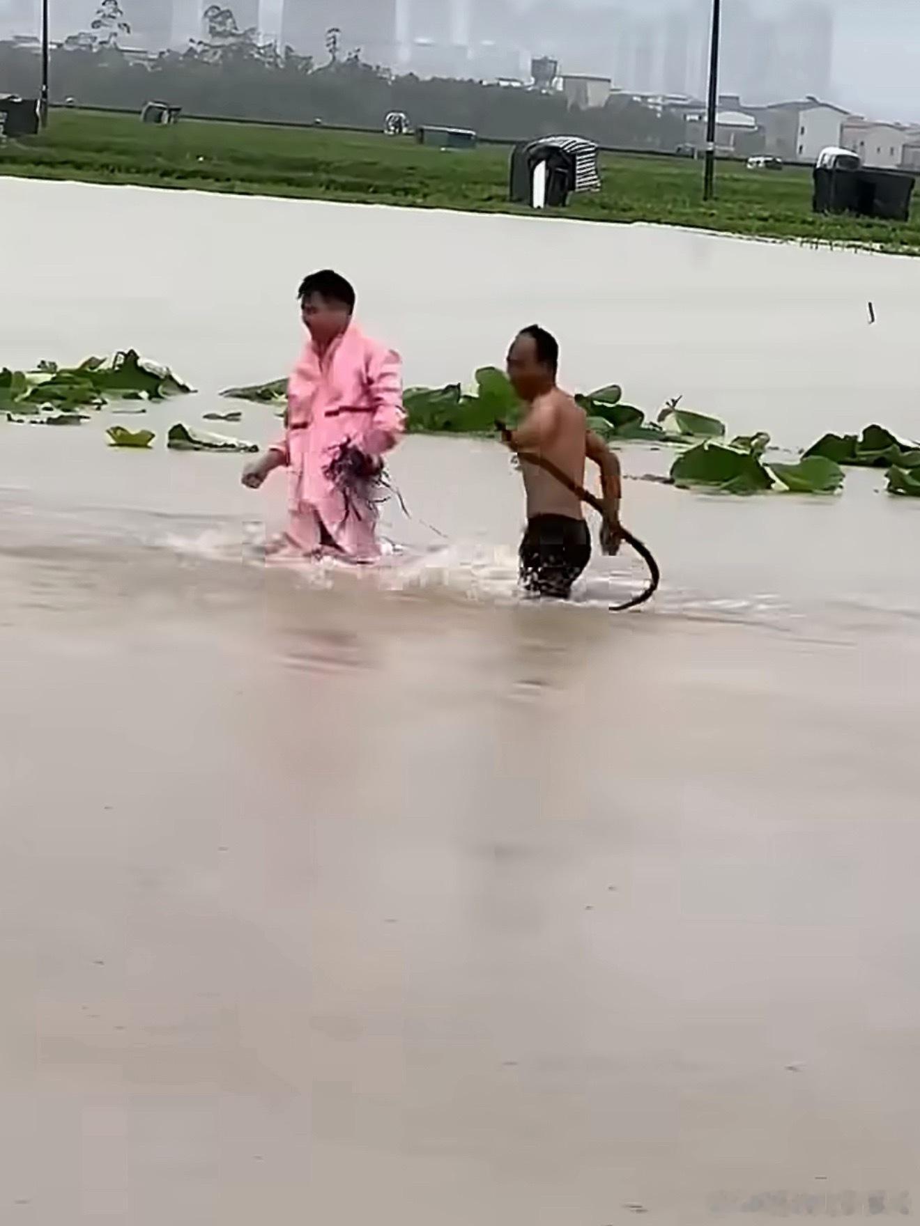 广西蛇场多吓人啊……广西洪水把养蛇场冲毁了眼镜蛇都跑出去了对…那不是鸭子