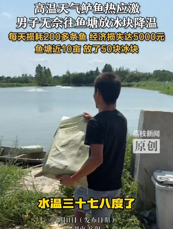 湖南岳阳，男子突然发现鱼塘里的鲈鱼翻白了，突然意识到，这是天气太热鲈鱼热应激，男