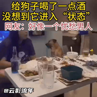 狗子喝高了马上就进入了状态[哭哭]