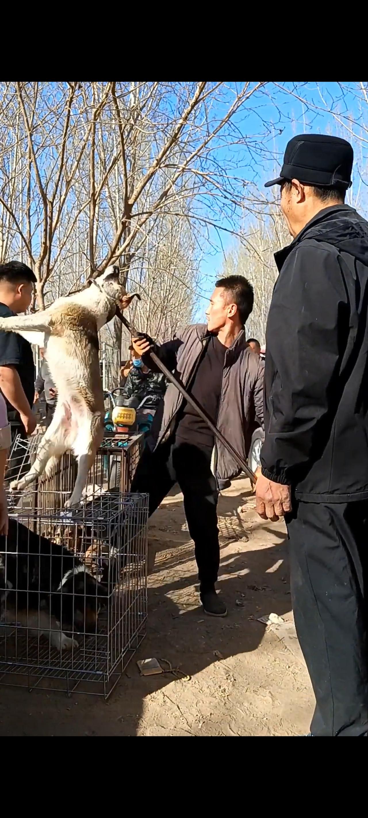 此时的流浪狗在怎么挣扎都于事无补，当她被屠夫们用老虎钳将她从漆黑的铁笼里面，恶狠