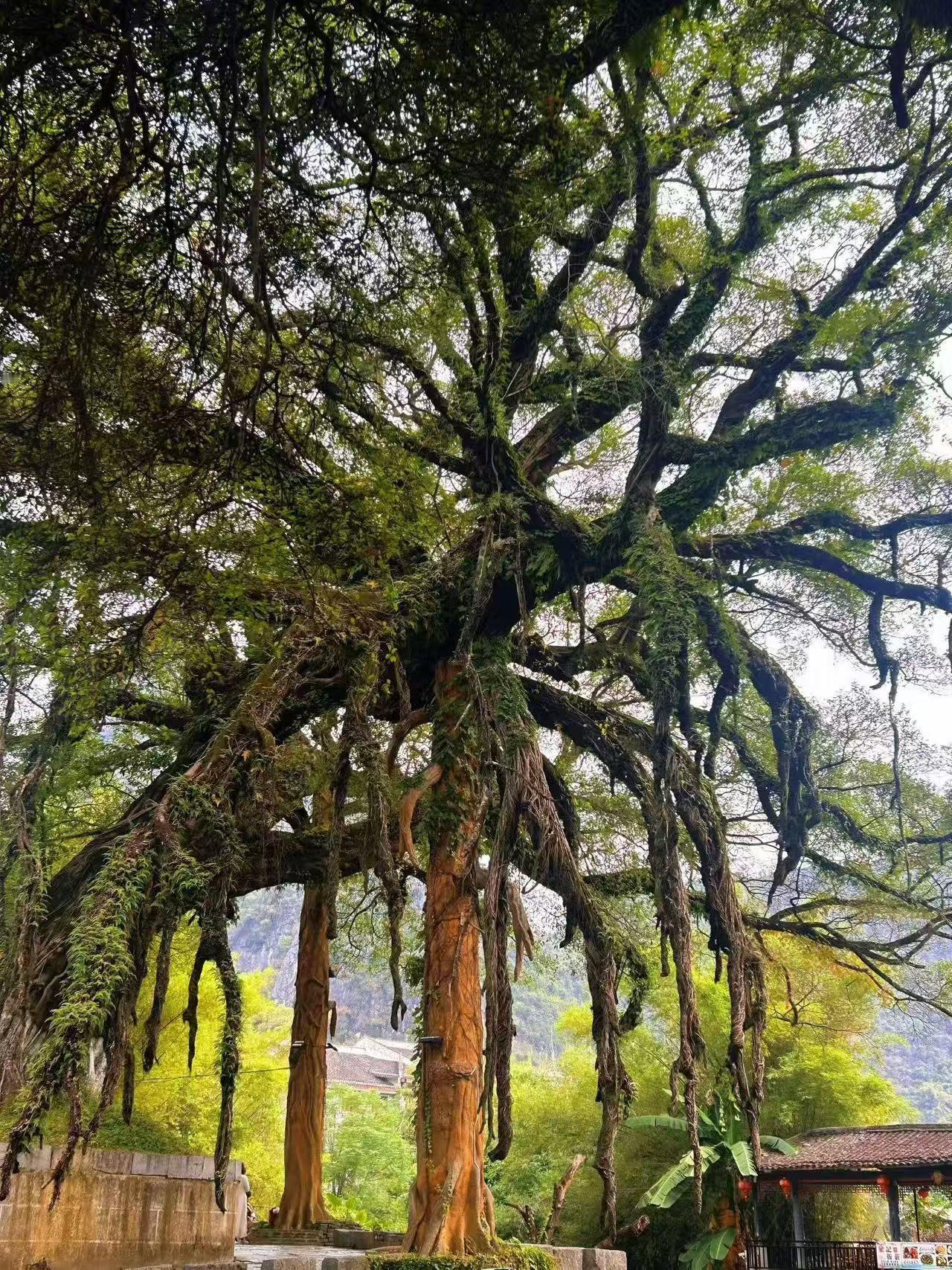 昨晚弟弟转了五万给我，让我帮他存起来，不要给爸爸妈妈知道。弟弟刚工作三年，每