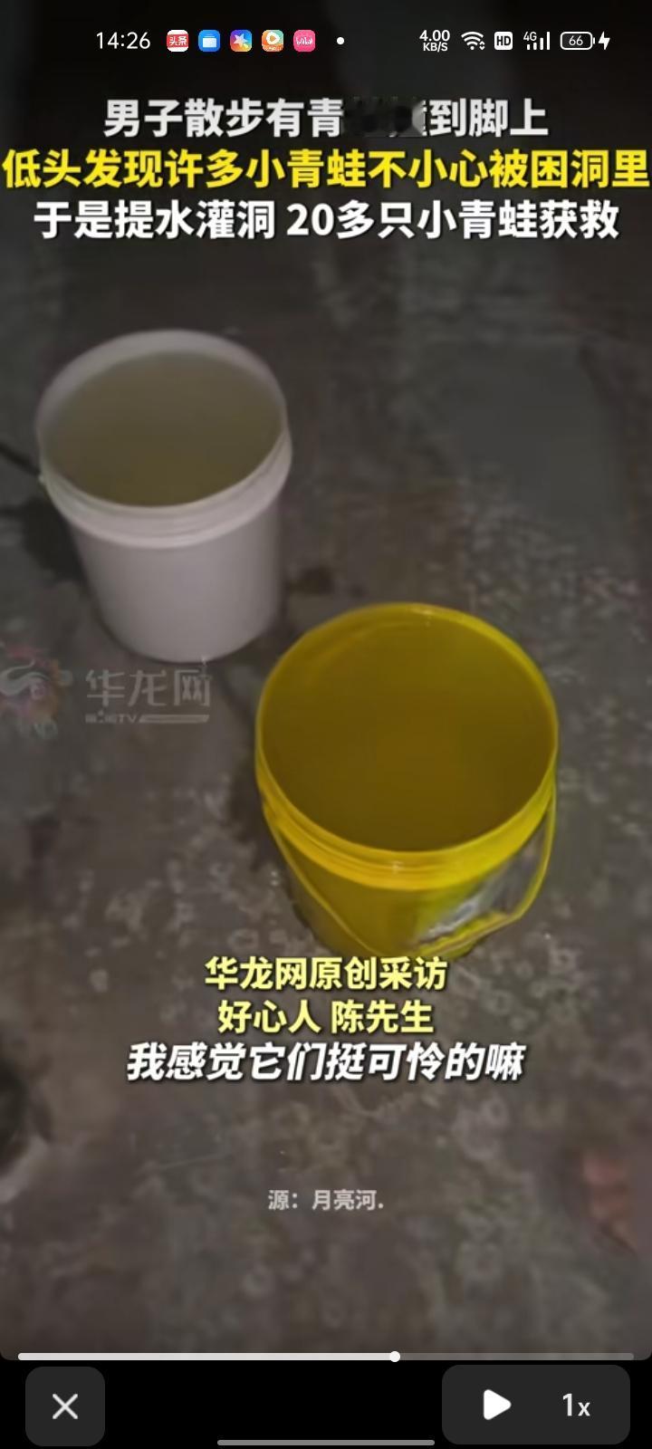 8月19日，江苏盐城。网友发视频称，在公园散步时，有只青蛙撞到自己脚上，走过去才