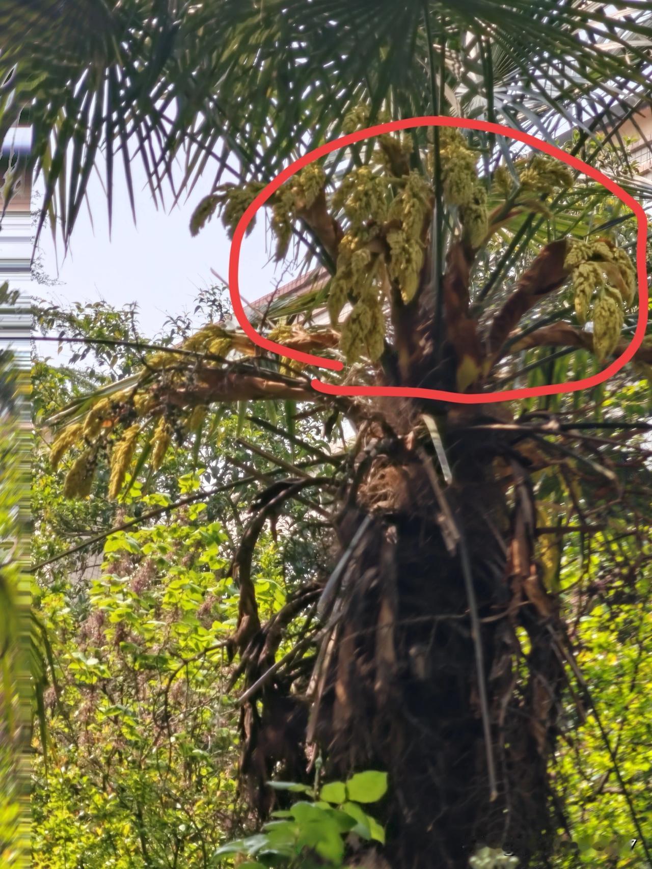 这是南方的树种，棕榈树吧，在我们北方长的也挺好的。小区的院里有两棵棕榈树，长