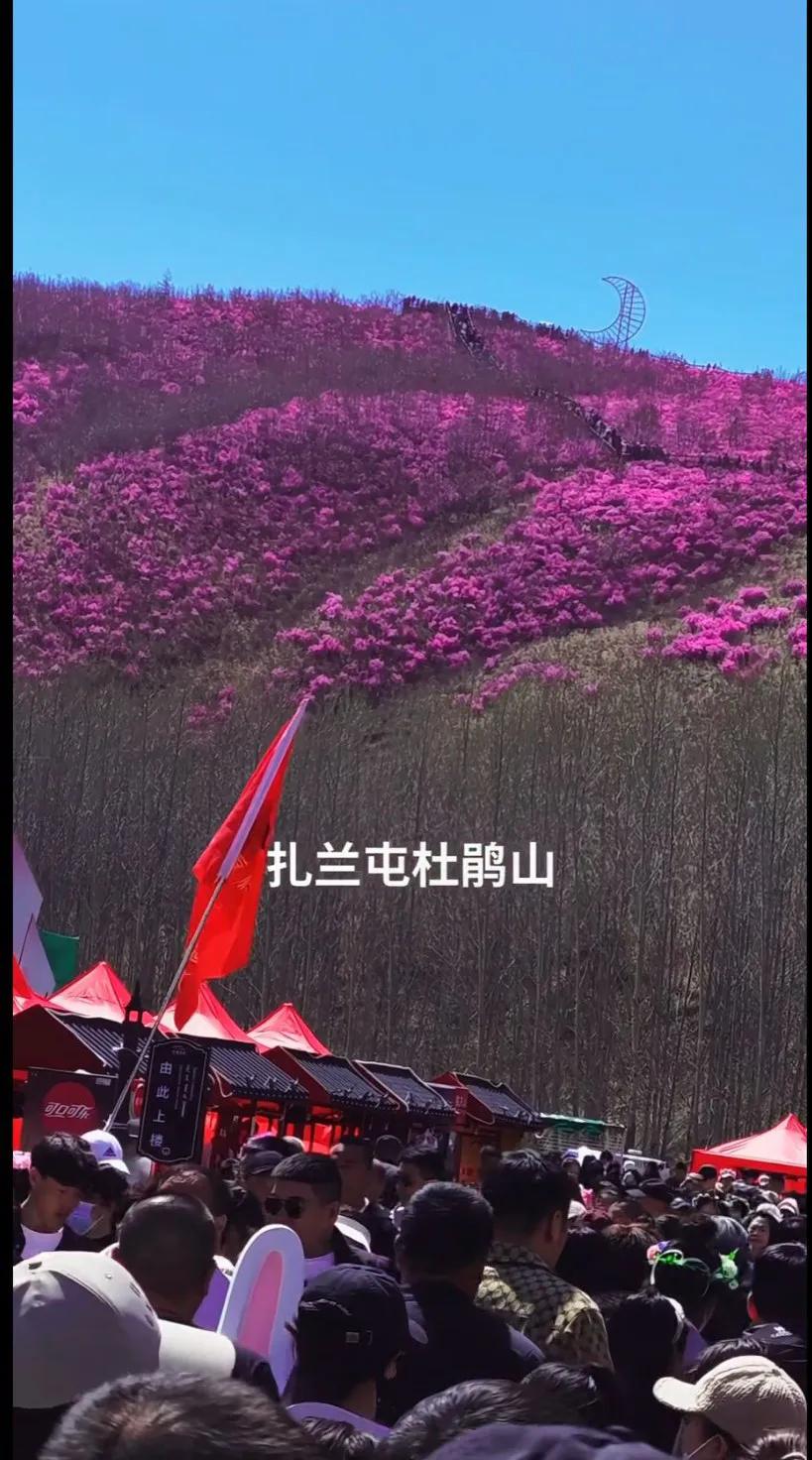 春来草未青，满山杜鹃红。风景如画中，民团华夏兴[赞]扎兰屯漫山遍野的杜鹃花，