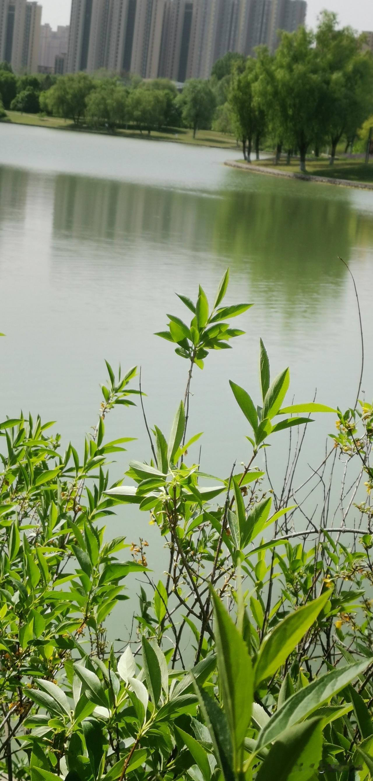 婆婆们，如果儿媳妇不喜欢你，你怎么做的？其实，儿媳妇不喜欢婆婆很正常，毕竟婆媳