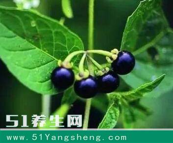 吃一粒它顶10个苹果, 癌症最大克星, 就连免疫力也提高了!