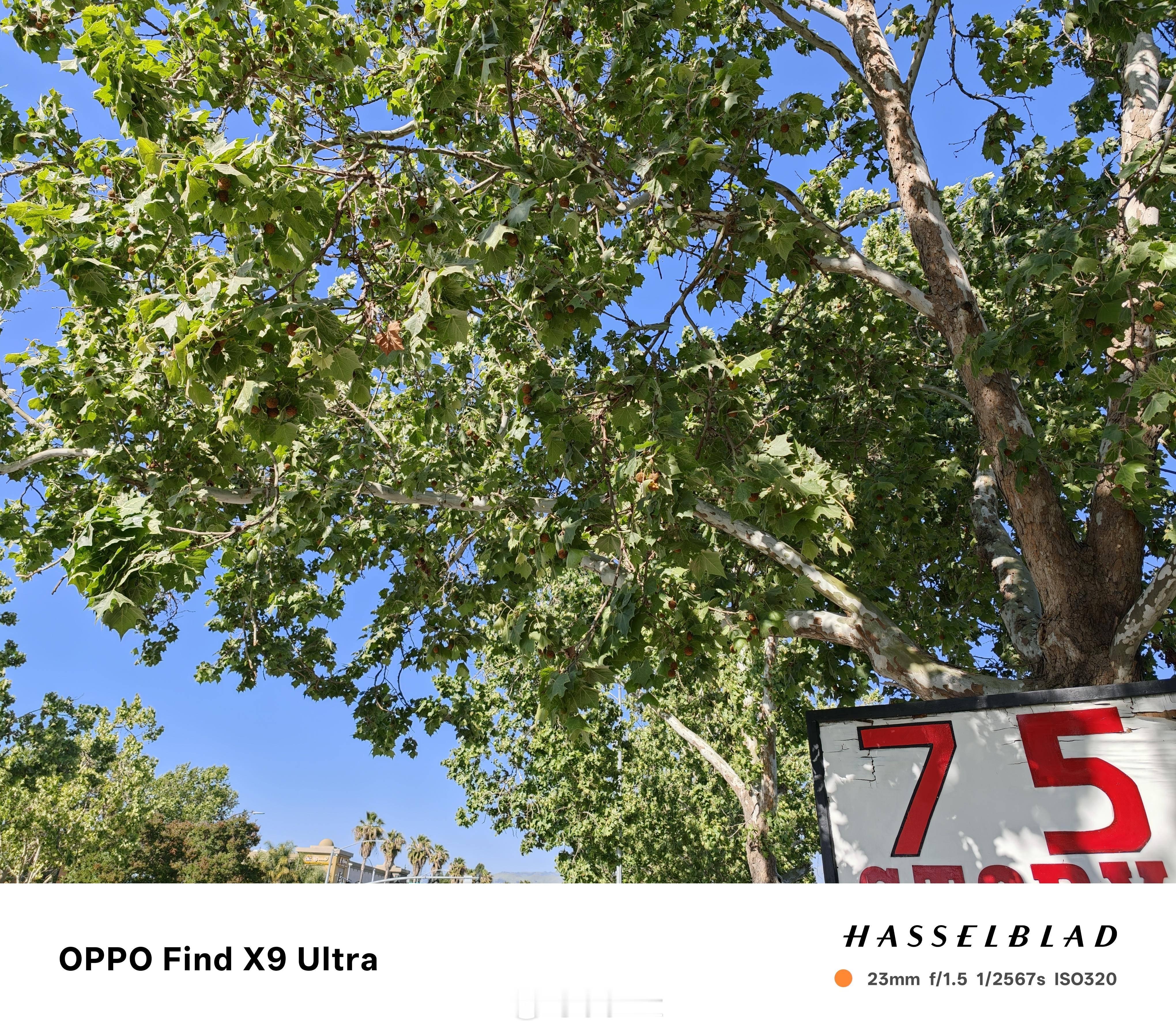 来美国四天了，鼻炎一次没犯过，直到去了圣何塞，路边种了和国内一样的梧桐树，我直接