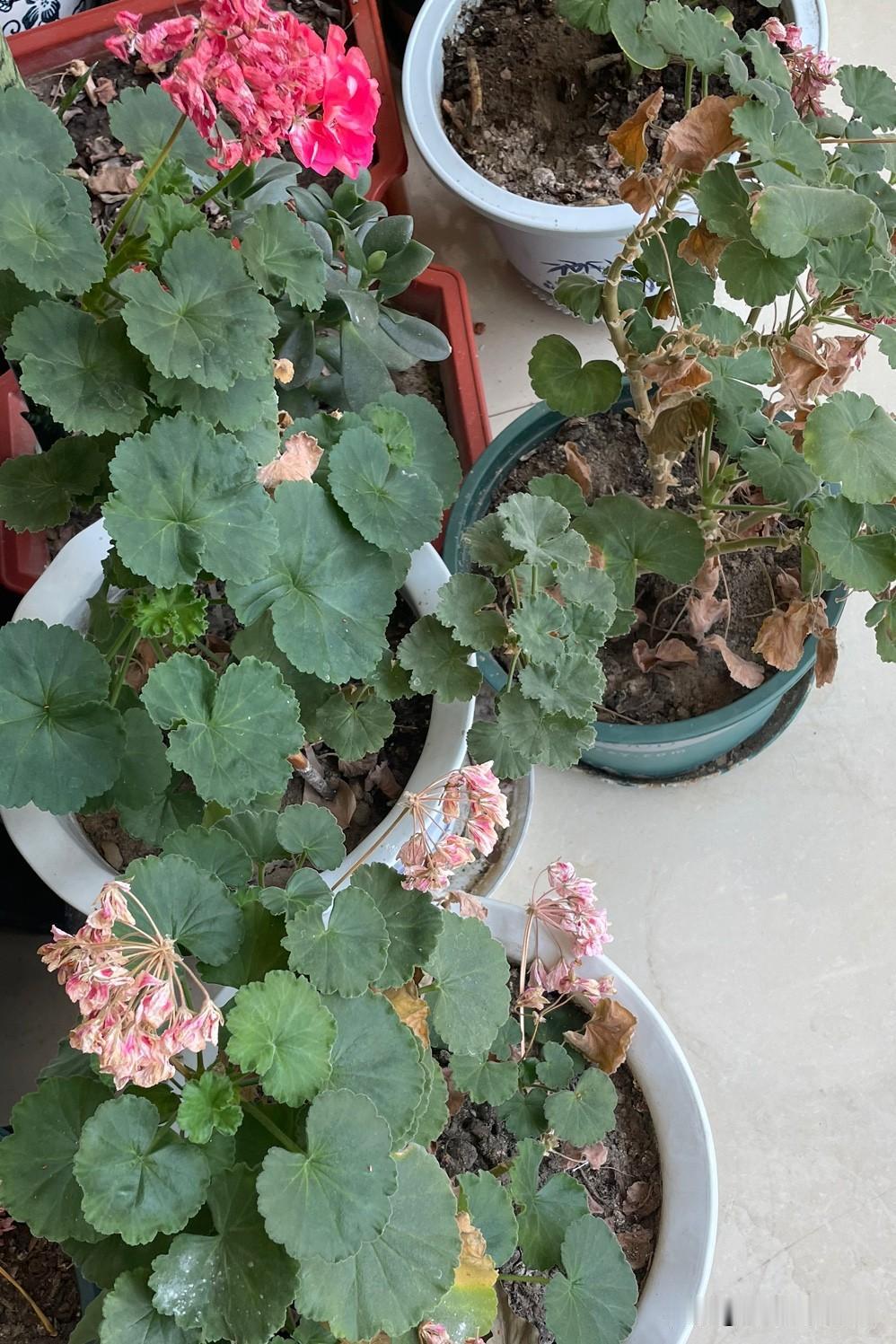 今天是劳动节的一天，妈呀累死我了！本来昨天坐车拿行李就累的今天浑身疼，可家里