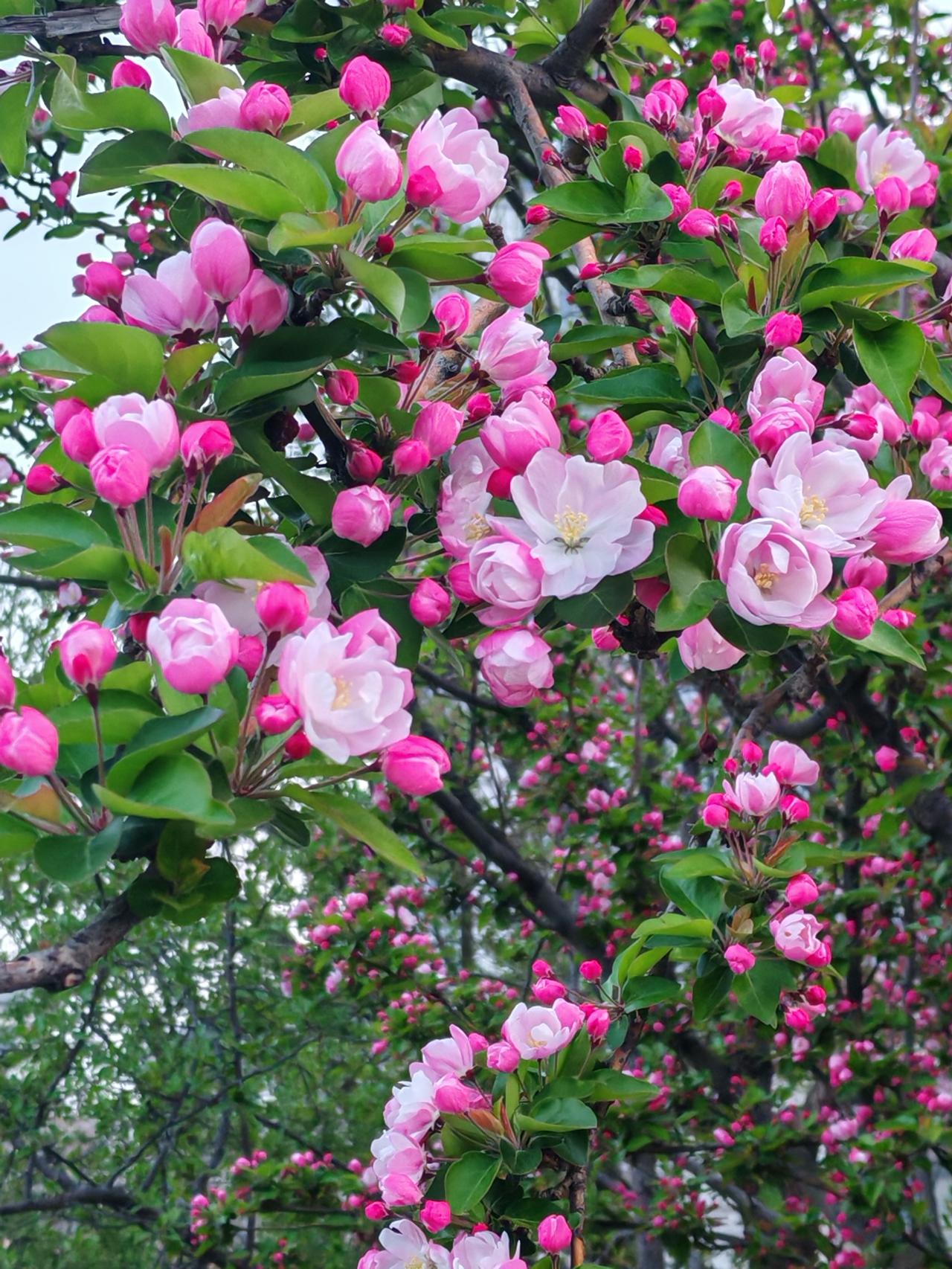 春天真是个让人惊喜的季节！随手一拍就是海棠花盛开的美景。那粉嫩的花瓣层层叠叠，像