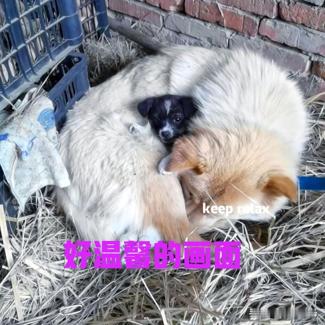 男子家里养了一只母狗，不久前生下了一窝小狗。等小狗们满月后便，陆陆续续都送了人，