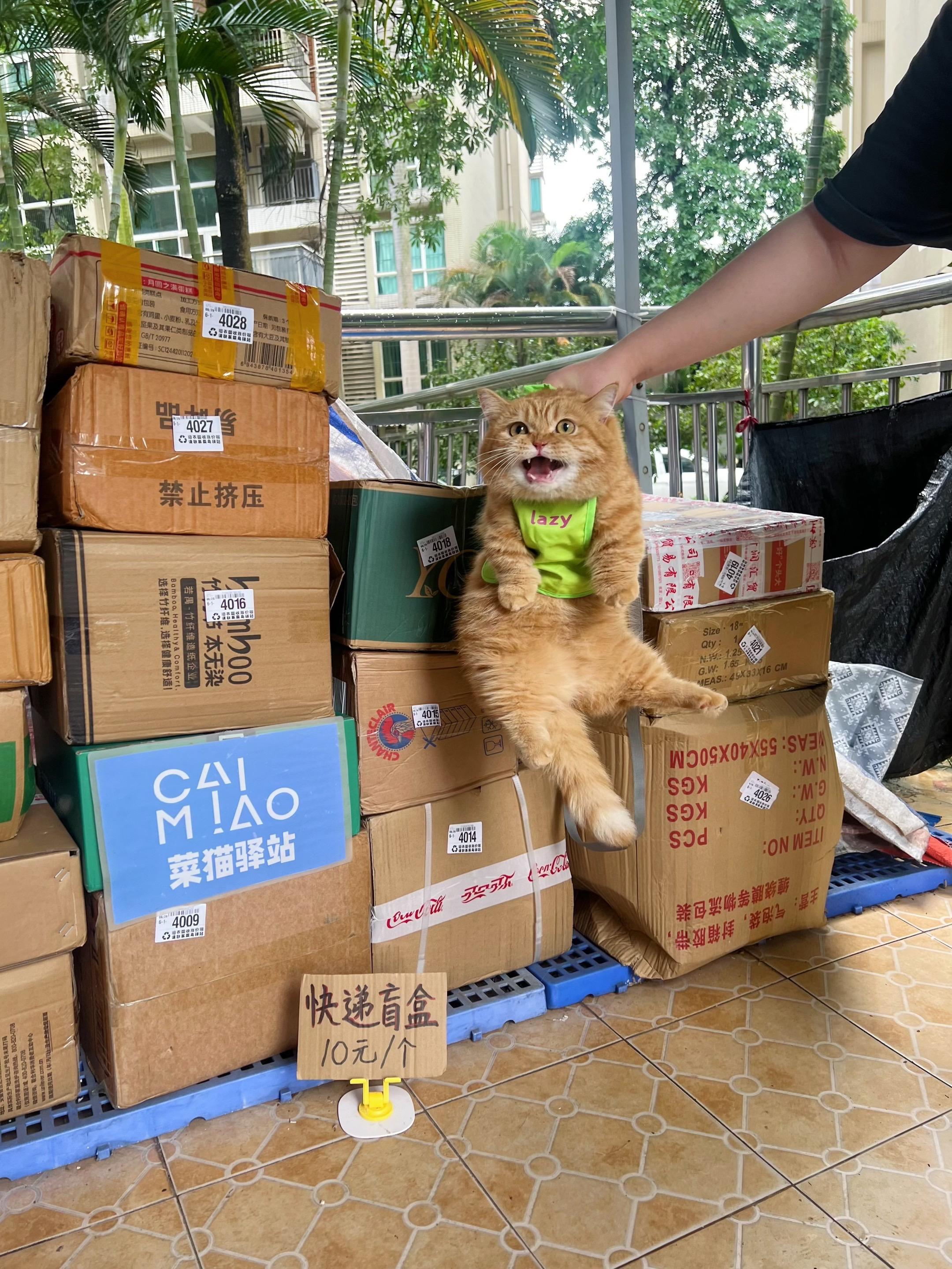 来来来，快递盲盒随便拆！也太可爱了吧
