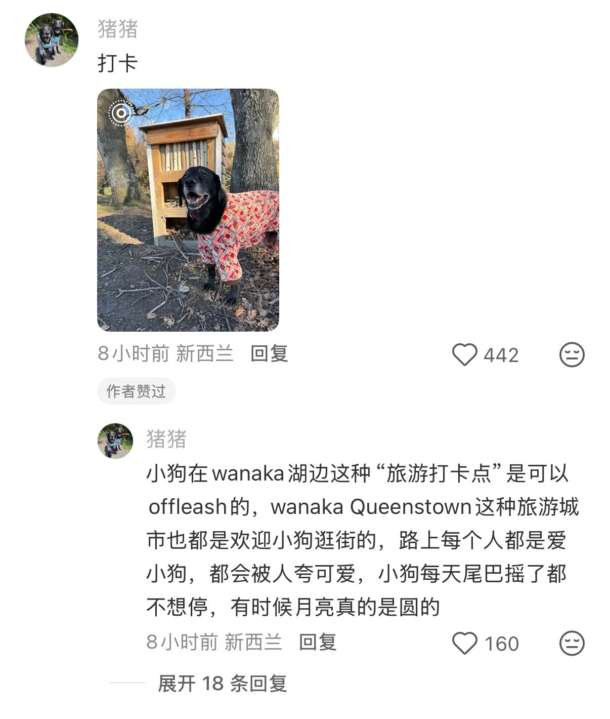 原来狗狗的图书馆长这样