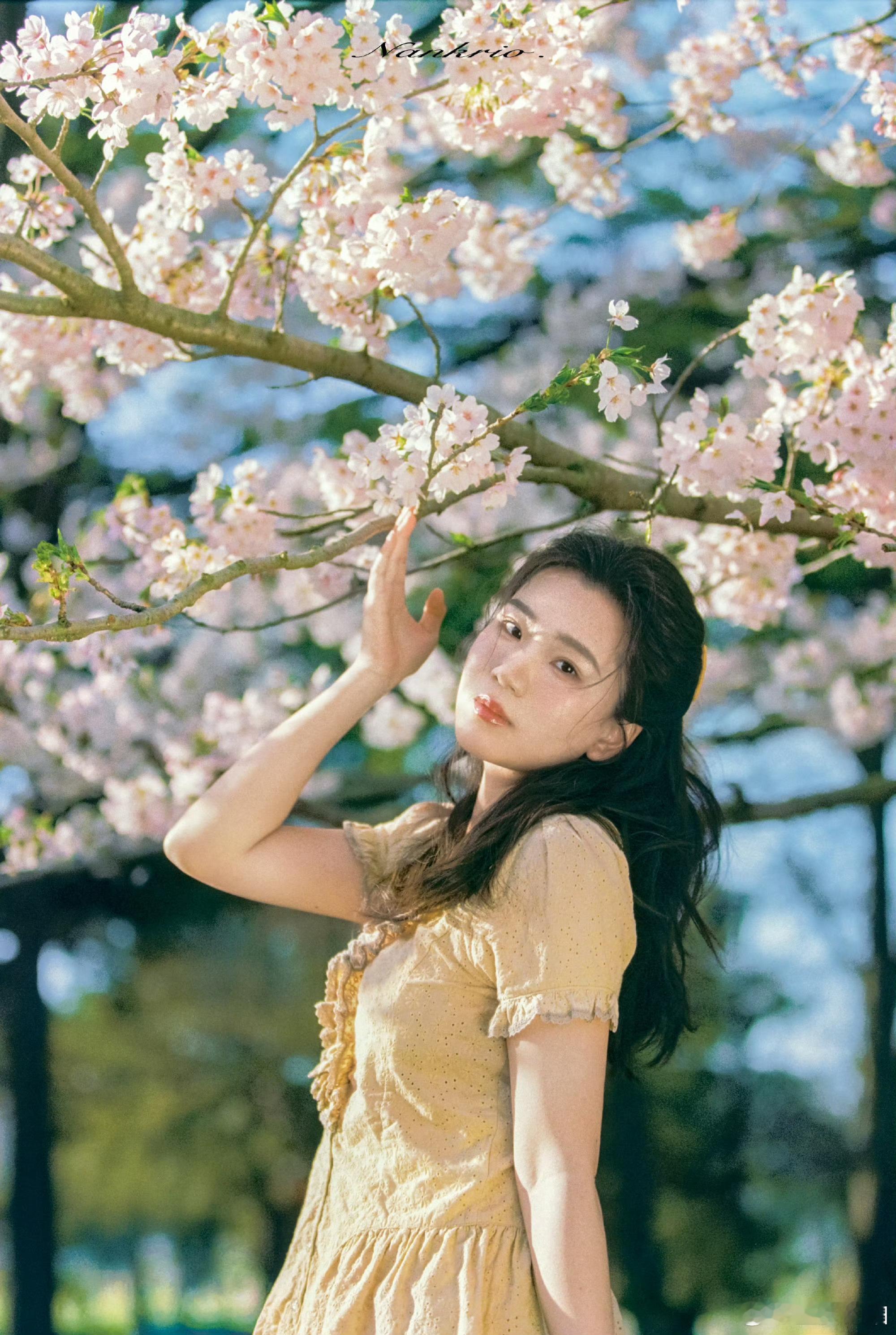 依然是樱花写真吼吼摄影：