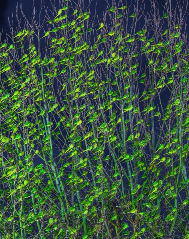【伦敦找到了冬日里最绿的树——它的枝干上并没有挂满树叶，而是普通的鹦鹉聚集在那里