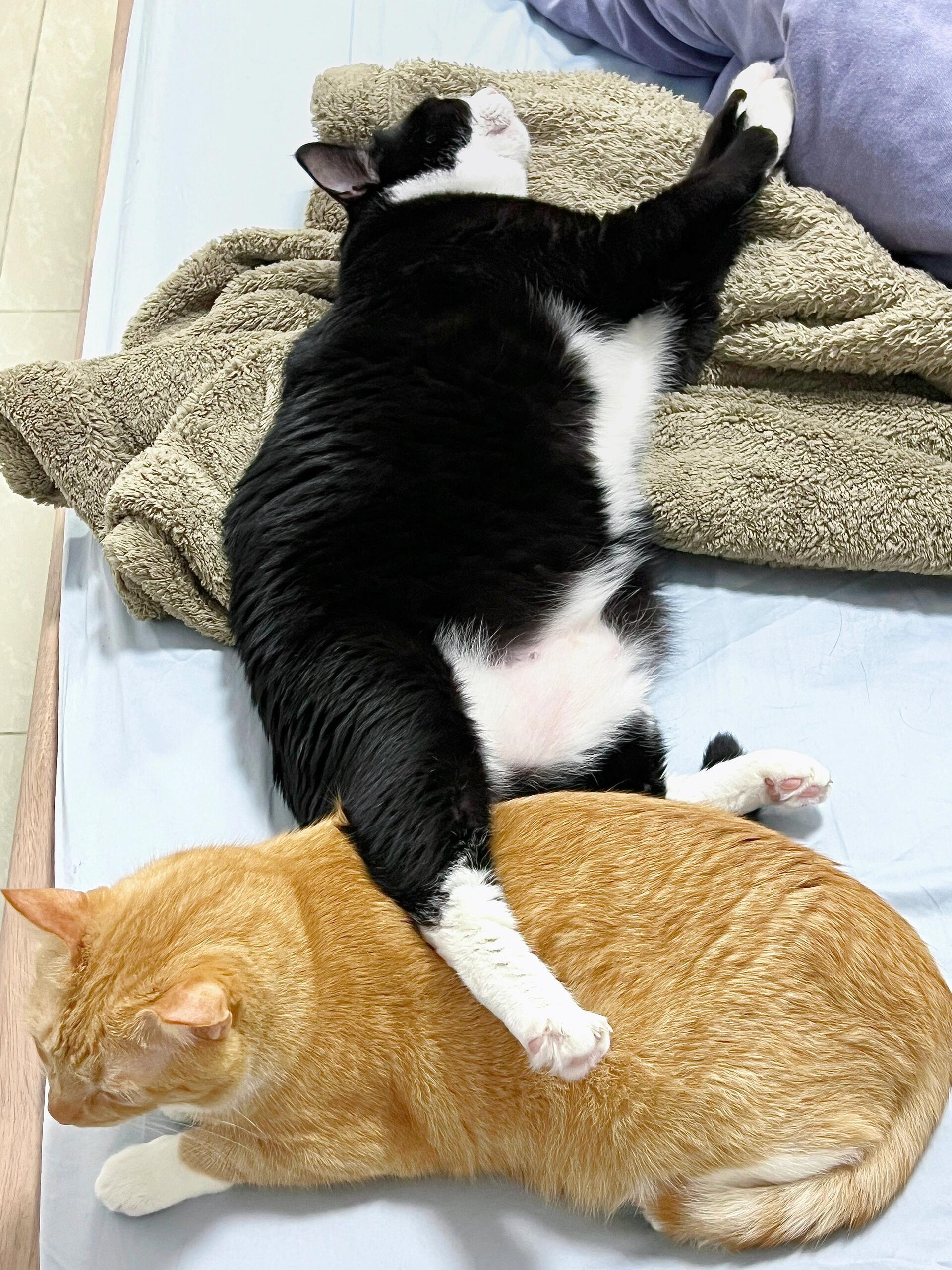 猫子是会享受的​​​