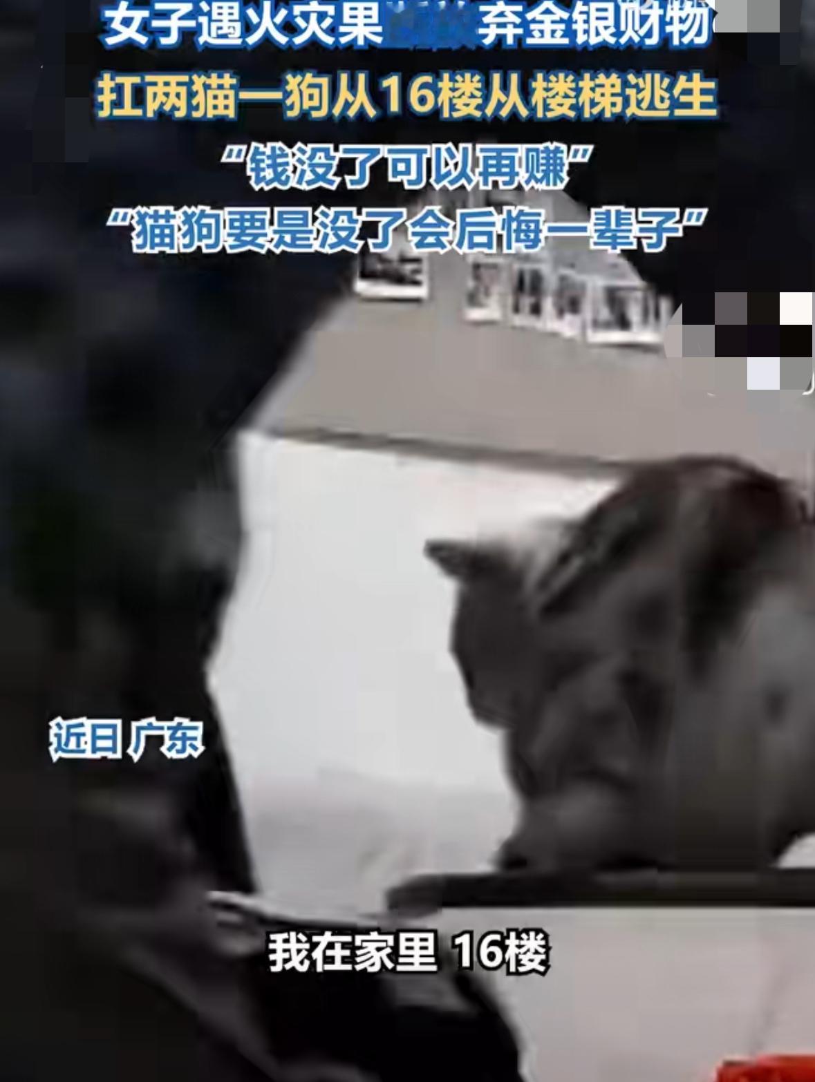 家里着火先救钱还是救猫？广东女子16楼硬核带宠狂奔，这波操作到底对不对？广东一