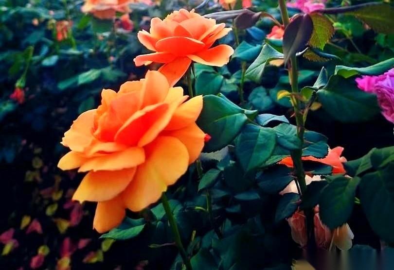 要我说，最牛的还得是咱们中国人。能把纳兰性德的词，硬生生盘成彩票秘籍。“一往