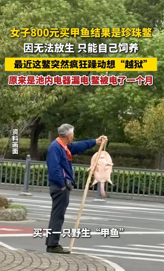 “笑不活了！”6月23日报道，江苏，一女子想买甲鱼，却买到了珍珠鳖，因为不能随意