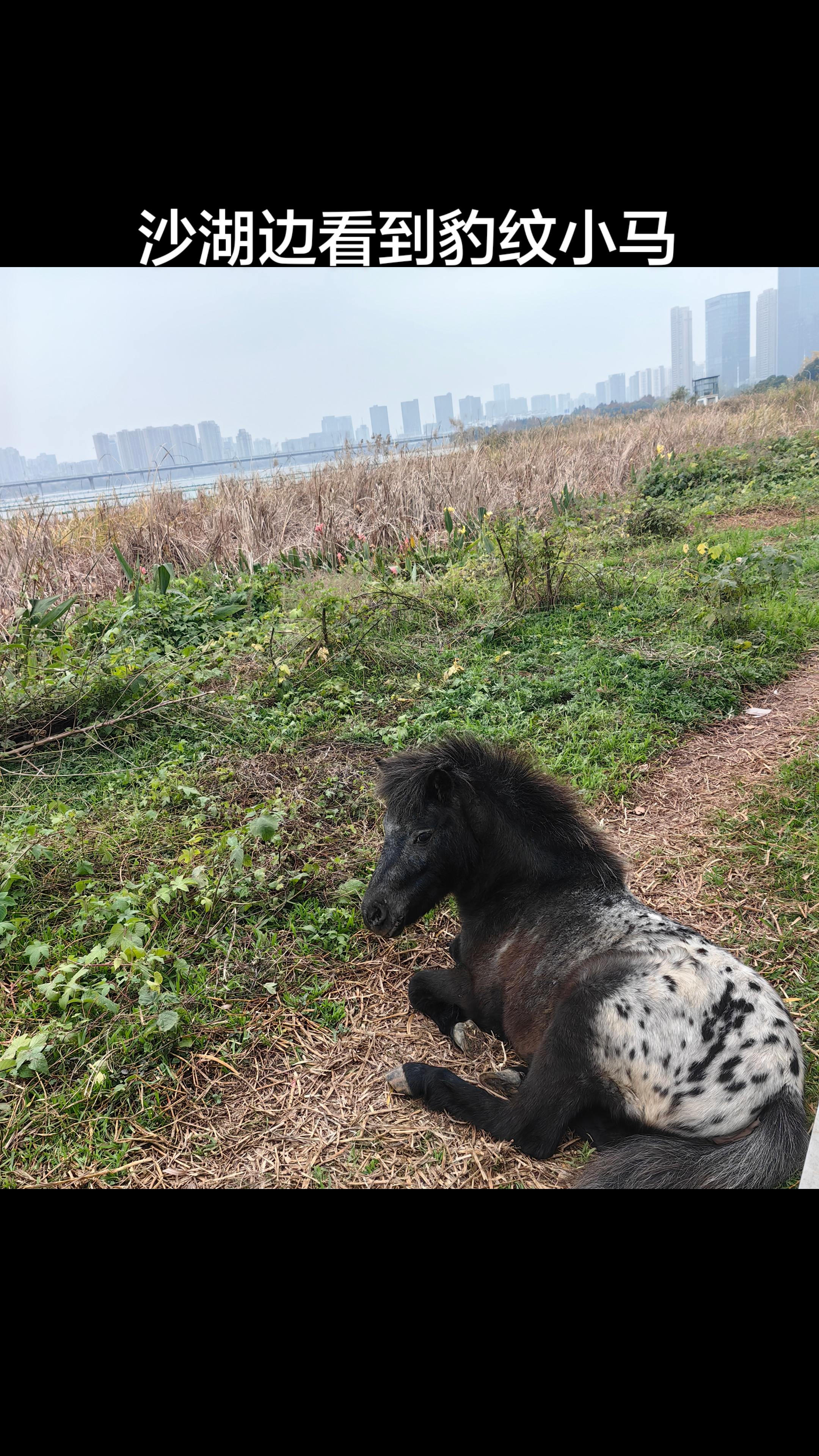 冬日里的动物。看到一匹不正经的小马在湖边居然长着豹纹。旁边还有两只狗子...