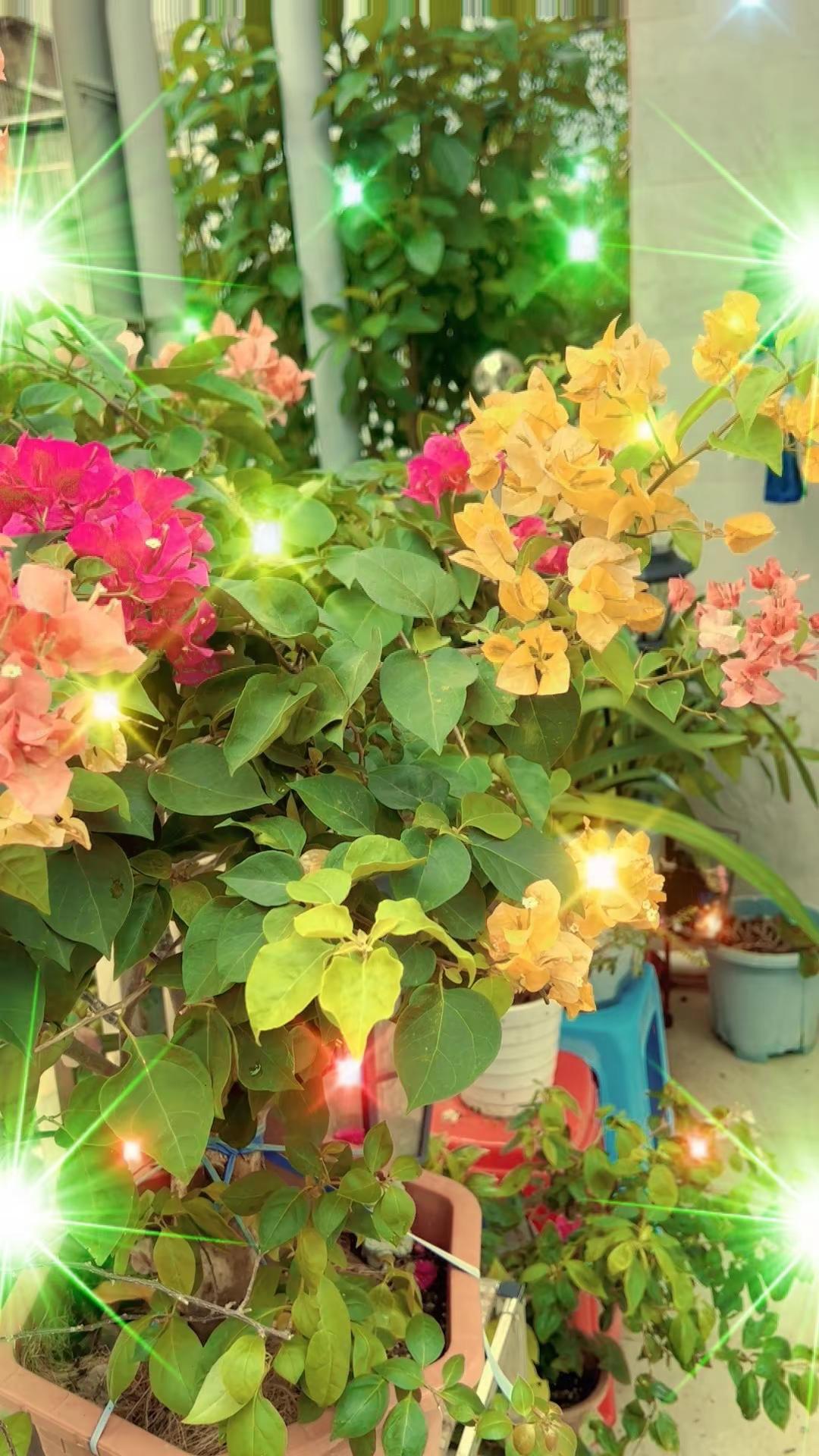 种花拍花也是一种享受三角梅日常养花人的乐趣就是这么简单