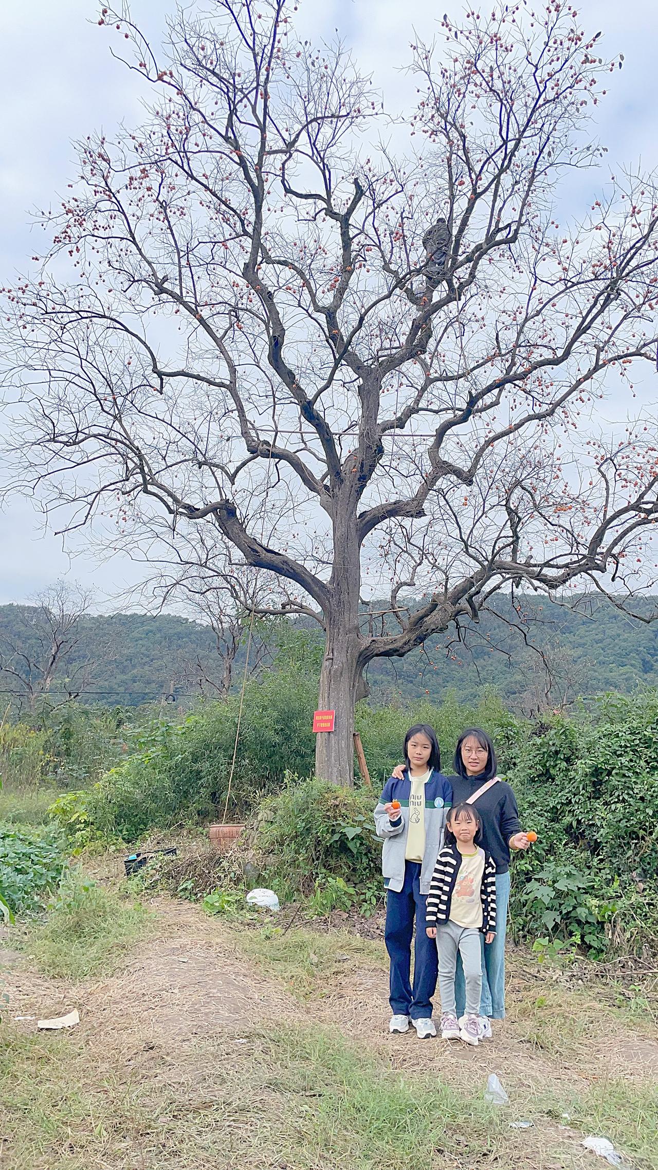 🍂秋天的柿子，就是一树的风景。诸暨枫桥王村的山间，柿子树早已果实累累，愈发酝