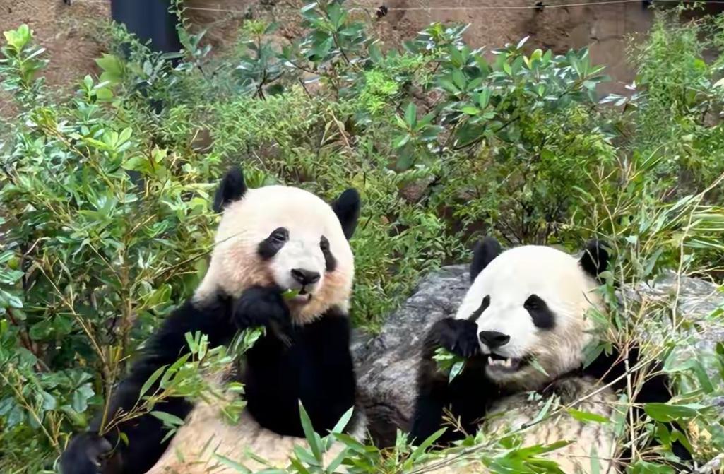 国家的态度现在非常的明确，就是要在经济上饿死日本。我们在做一次极限的施压，看