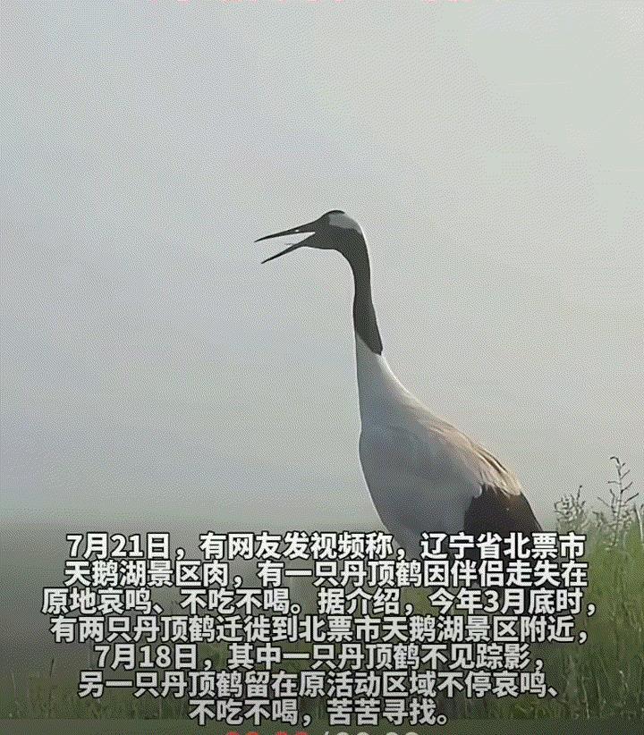 太专情了！一网友发视频称，辽宁省北票市关鹅湖景区，有一只丹顶鹤因自己的伴侣走失，