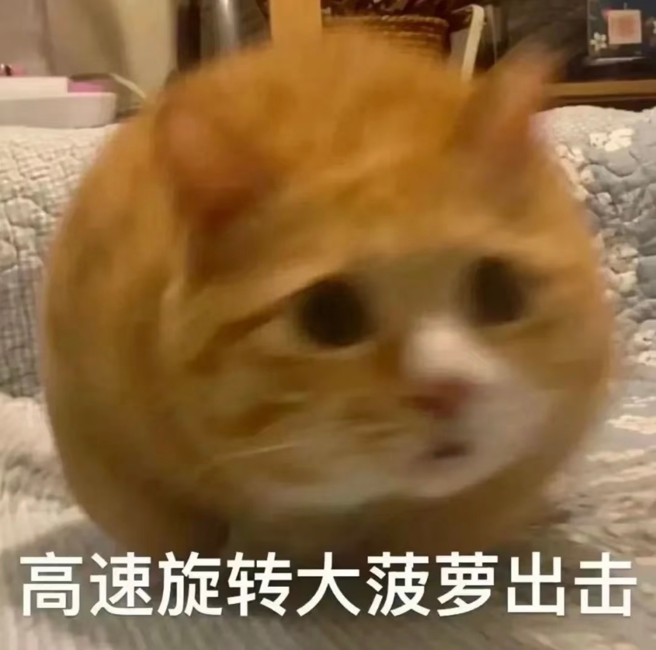 谁能拒绝傲娇小猫表情包！​​​