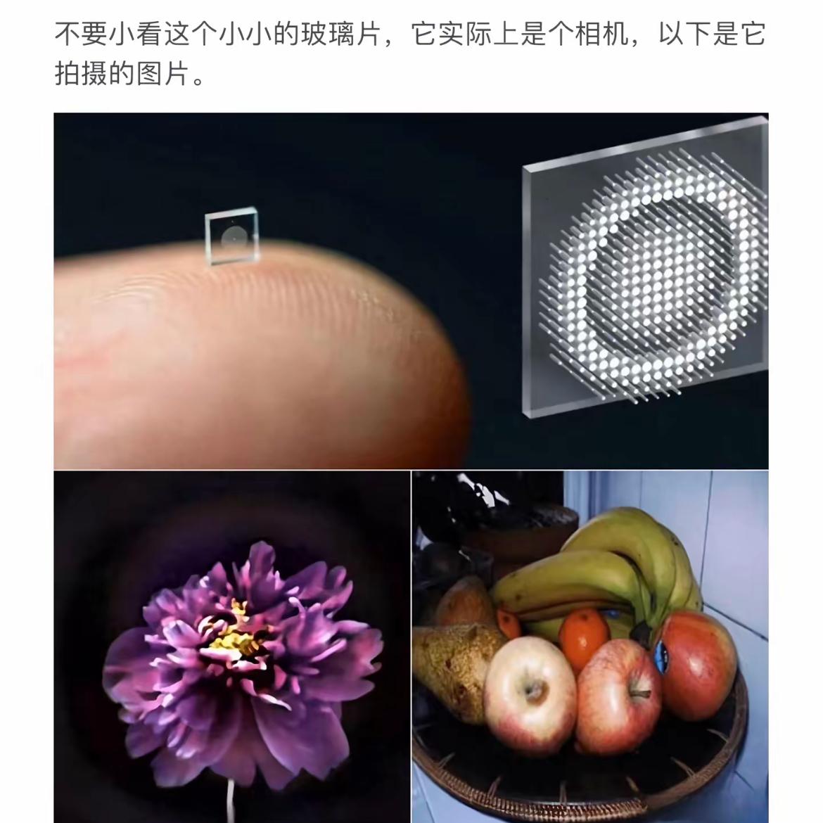 微距摄影的奇妙世界，小镜头大精彩！