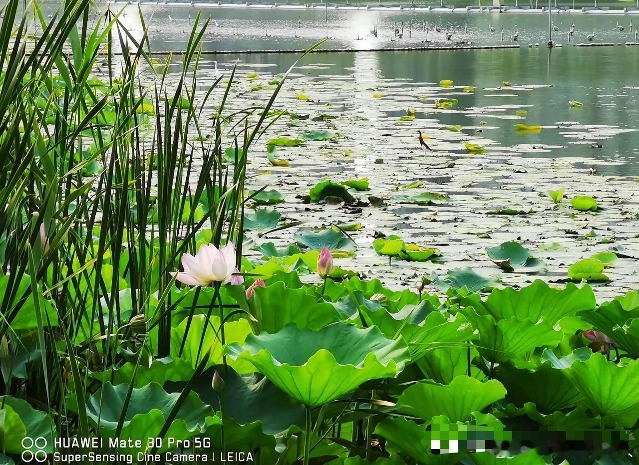 拿华为的徕卡和现在的华为红枫拍照比一比，你会选哪个！