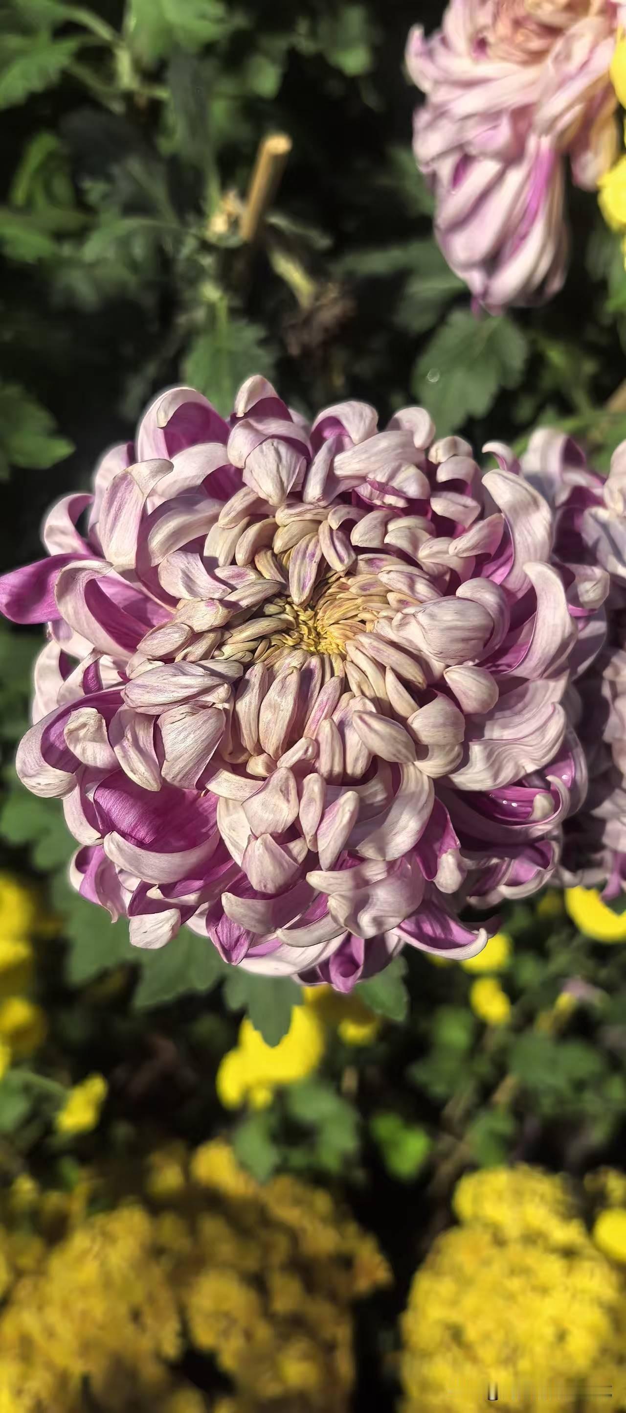 怎么样的夫妻才能越来越好，越走越远？原配夫妻才是真心诚意，哪怕平日里争吵不休