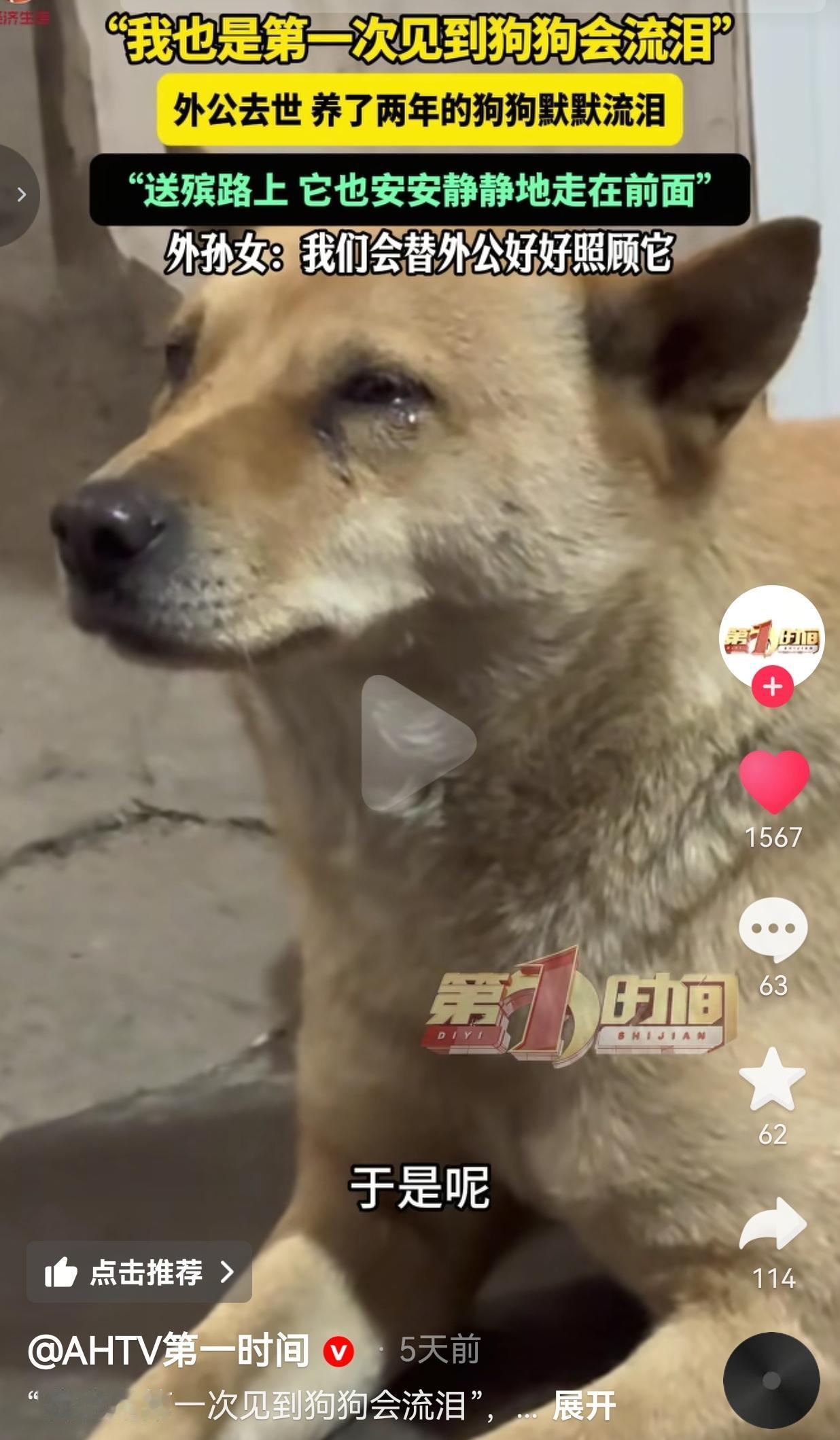 这小家伙太有灵性了！湖南永州李女士的外公去世了，狗狗的反应真的让人心疼！视频中，