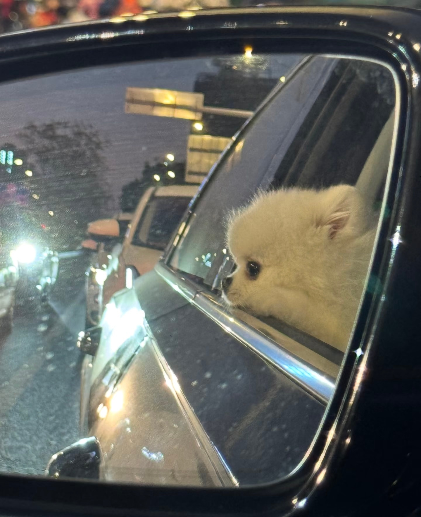 小狗也会有心事，只是不会发朋友圈