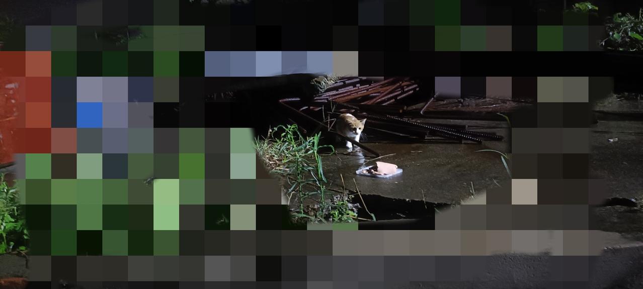 喂完垃圾站流浪猫，我又赶去偏远山区投喂厂里的流浪猫，风很大，只能顶着风打伞，不然