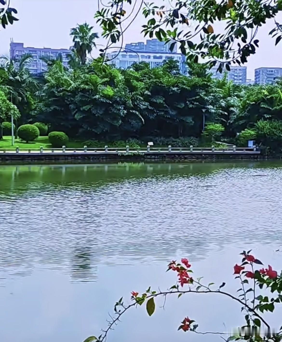 红花点碧水，绿树绕湖湾。清风藏雅趣，心静自安闲。早安🌞