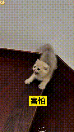 看到这个视频，瞅瞅这软乎乎的小奶猫，正搁楼梯上探头探脑的，冷不丁瞅见有人开门出来