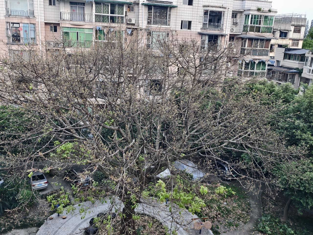 当春乃发生，新发芽的枝头总是充满了希望，一切都是最好的安排