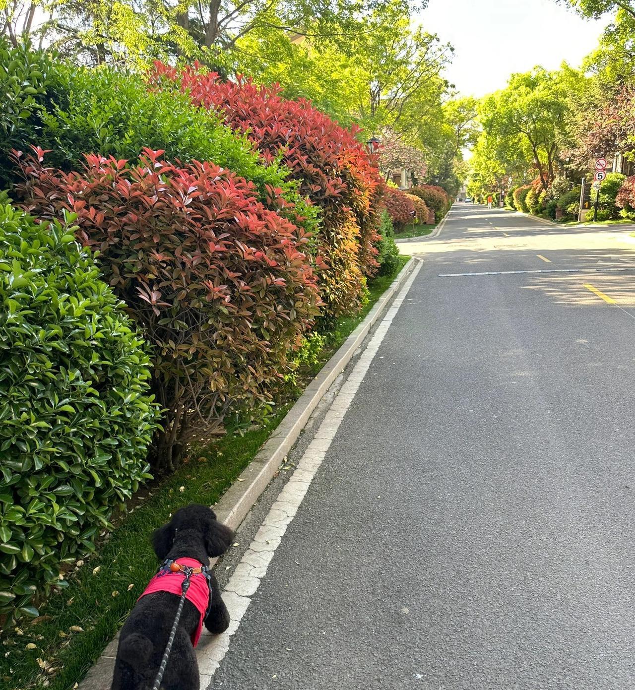 青岛说大不大，说小不小，跟那些三线，五线，十八线小城市比还挺洋相，但是跟真正的一
