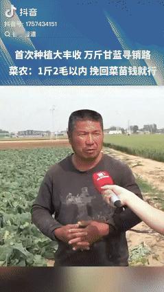 差价被谁赚了？河南，农民大哥种10亩甘蓝，光种子就2万成本，然而2毛1斤都没人买