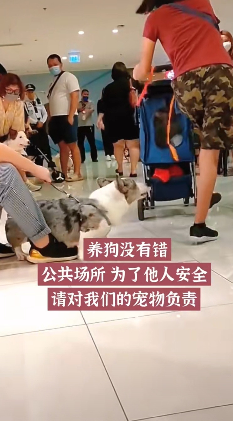 养狗的人常常有一句名言：我的狗不咬人。它只是不咬自家人罢了，出门请看好自家狗！