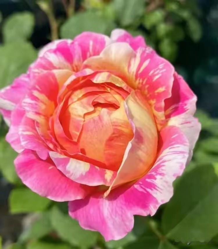 夏季养月季别瞎忙活，抓好这几点，安稳度夏秋后猛爆花去年夏天我的月季烂根黄叶