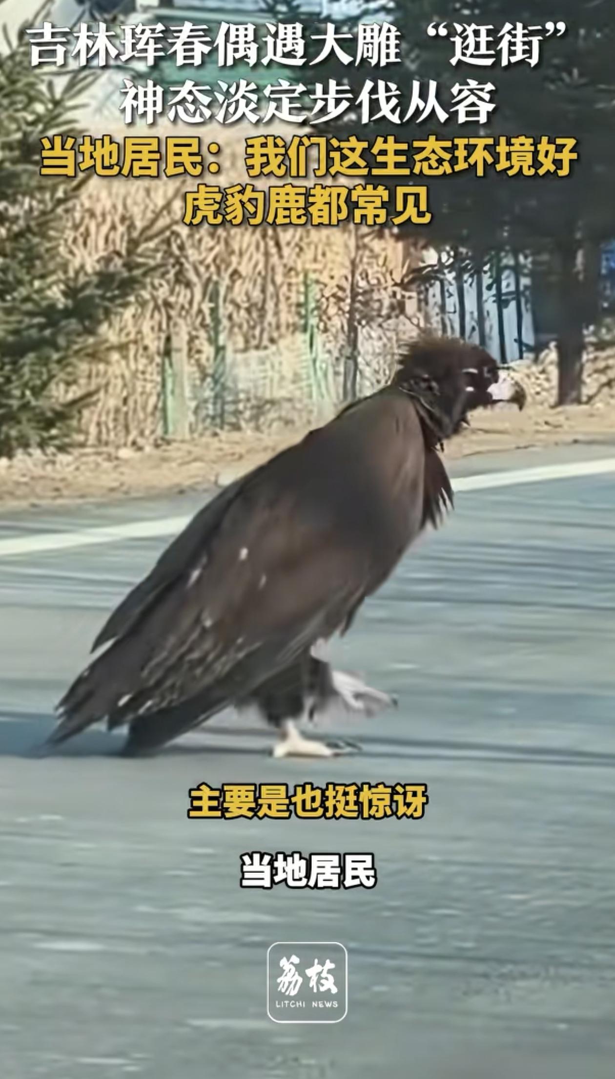 “生态环境太好了！”吉林延边，男子开车出门，发现前方路上有一个大黑影，他以为是人