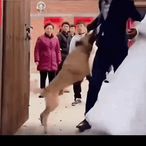 这位姑娘，狗都看不上的东西，你是怎么看上的，别什么都往家里带，连大黄都嫌